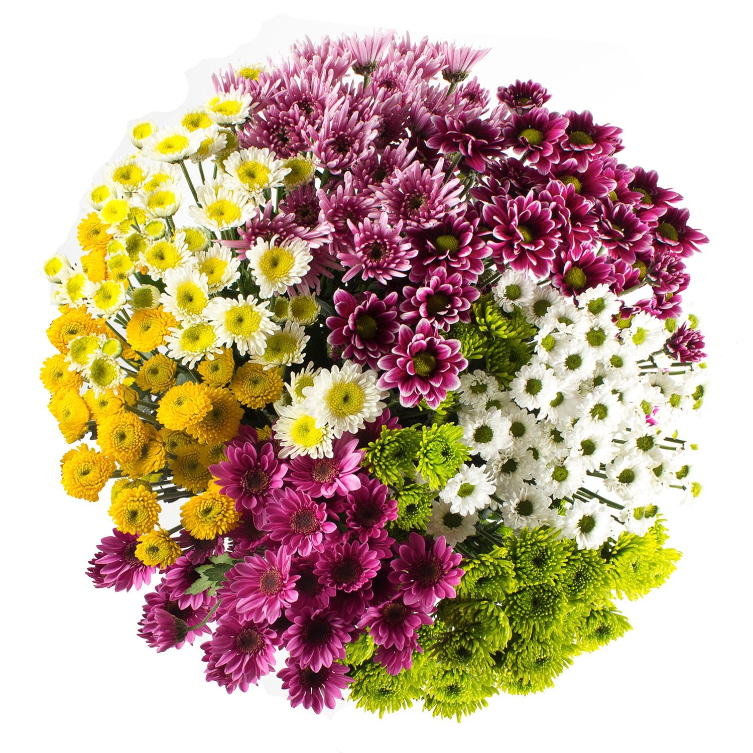 Button Pom Flowers - Assorted, Chrysanthemum, Flowers For Sale