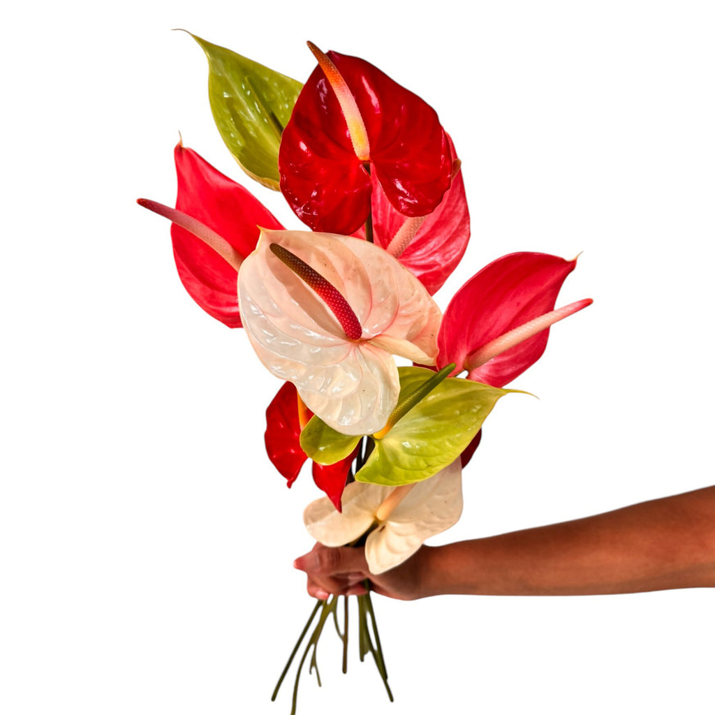anthurium favors Anthurium Assorted Large