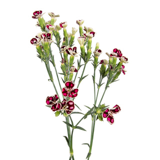 DIY Design Collection - Delight - 160 Stems