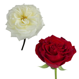 White & Red Garden Rose - 36 Stems