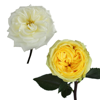 White & Yellow Garden Rose - 36 Stems