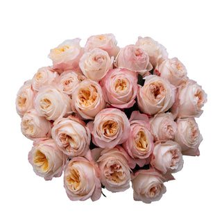 Cream Xpression Rose Garden - 36 stems