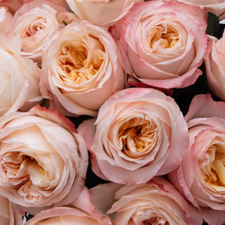Cream Xpression Rose Garden - 36 stems