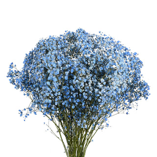 Baby's Breath Tinted Blue