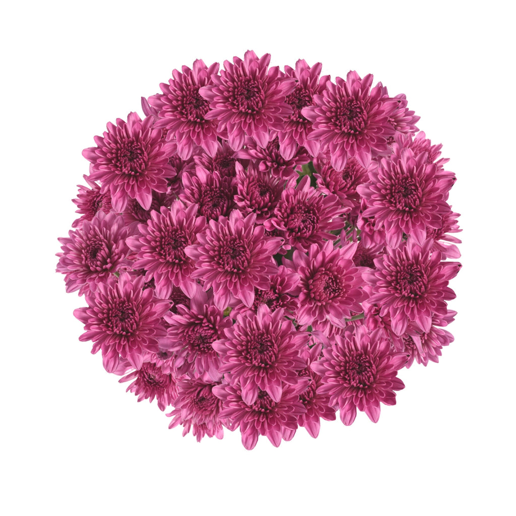 Wholesale Pink Cushion Poms 56-98 Stems Pink / 56 Stems