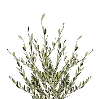 Olive Branch - 150 Stems