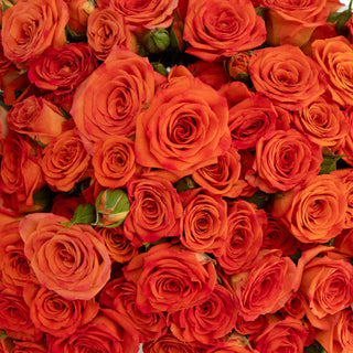 Orange Spray Roses