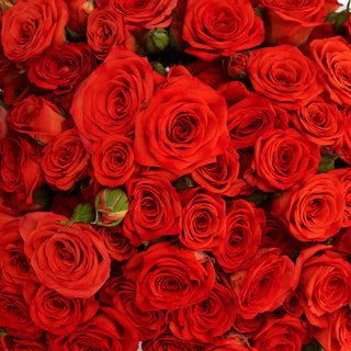 Red Spray Roses
