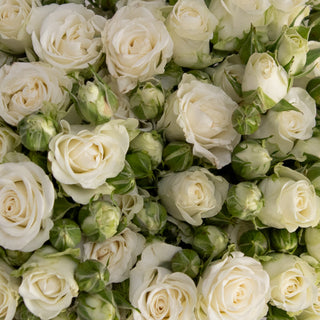 White Spray Roses