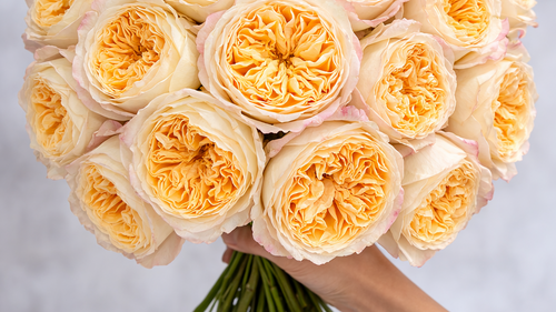 Bouquet of light pink and orange roses held by a hand against a neutral background