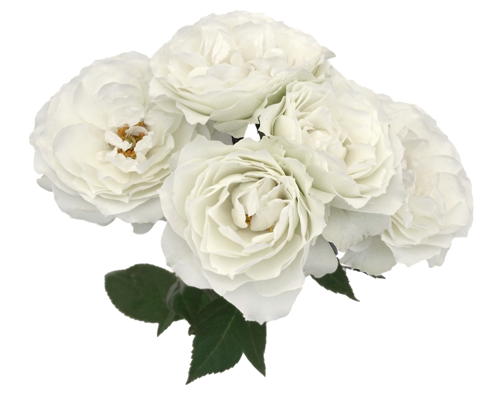 Garden Rose Blanche Spray