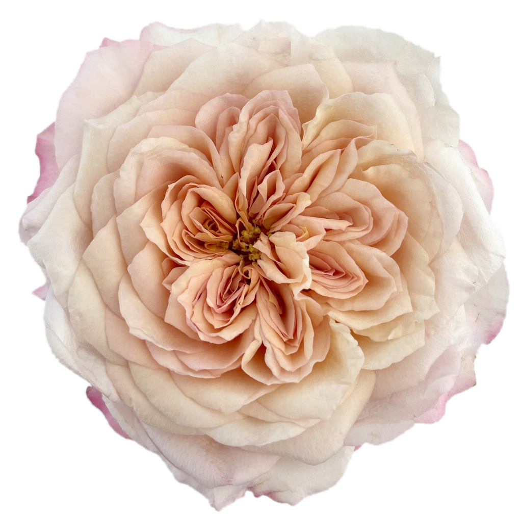Garden_Roses_Wabara_-