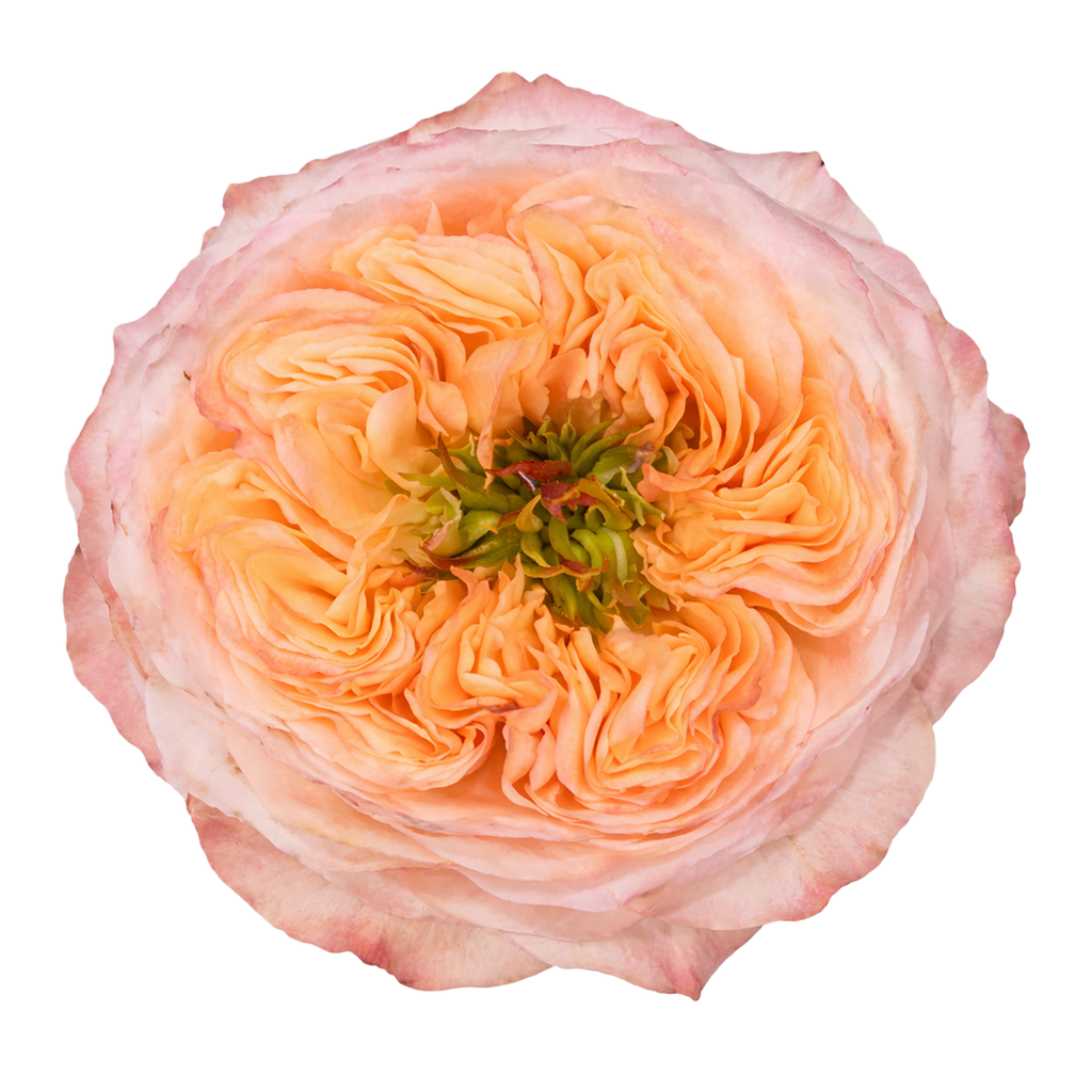 Melon X-Pression Garden Rose – Bloomingmore