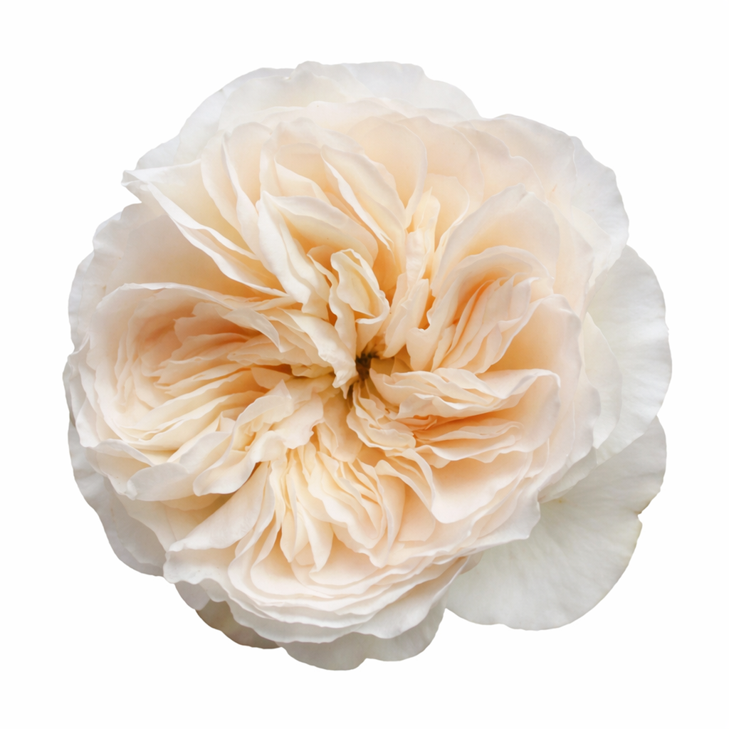 Vicky Garden Rose – Bloomingmore