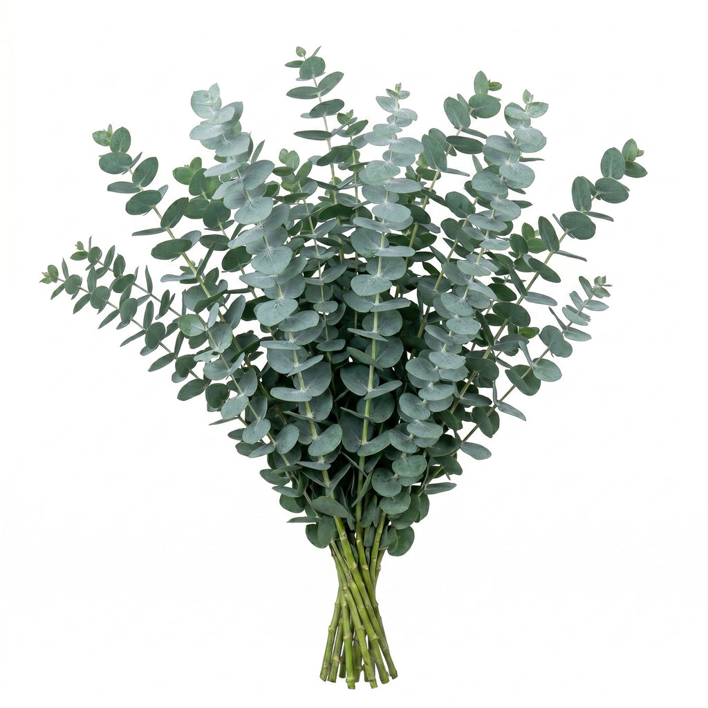 Baby Blue Eucalyptus Baby Blue / 50 Stems