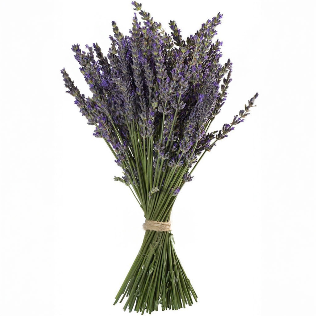 lavender plant for sale Lavender Fresh Flower