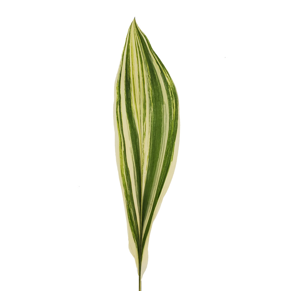 wiwat aspidistra Aspidistra Variegated