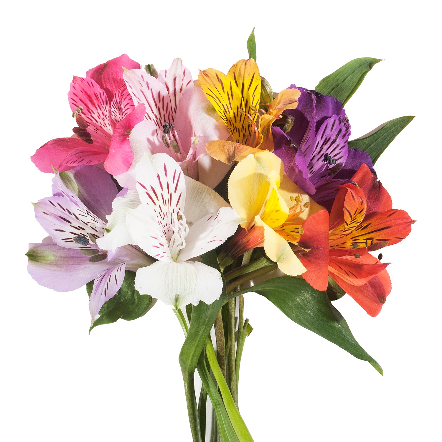 Assorted_Color_Alstroemeria_Bl