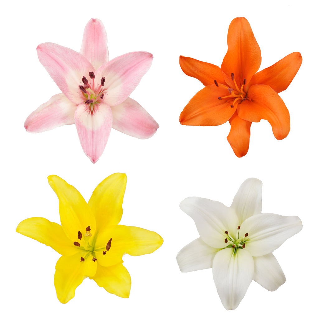 artisan lily flower Assorted L.A Hybrid Lilies