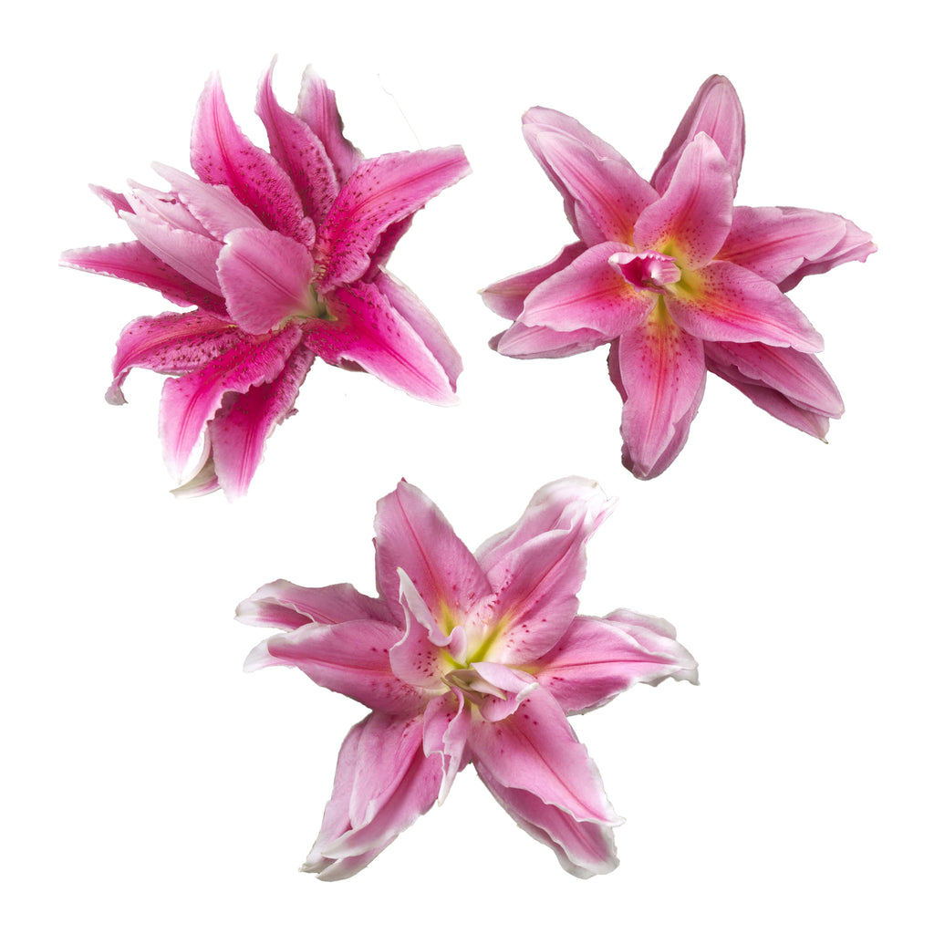 Assorted Pink Rose Lilies