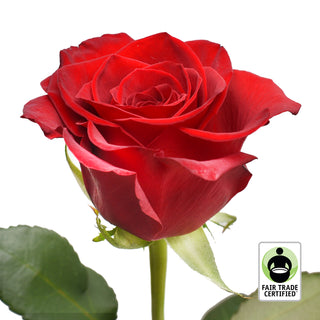 Fair Trade Natural Red Roses - Choose from  25 to 100 Stems
