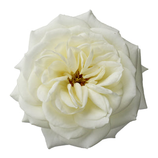 Light Pink & White Garden Rose Wedding Pack - 48 stems
