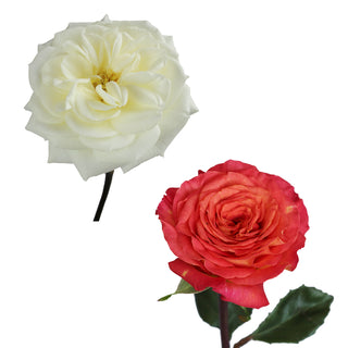 White & Orange Garden Rose - 36 Stems