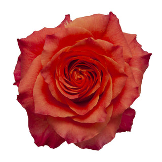 Free Spirit Garden Rose - 36 stems