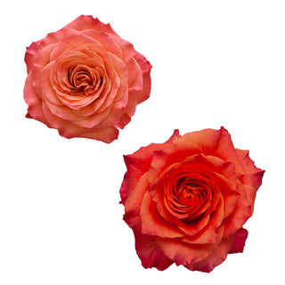 Orange Garden Rose - 36 stems