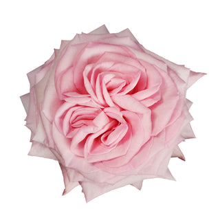 Pink O'hara Garden Rose