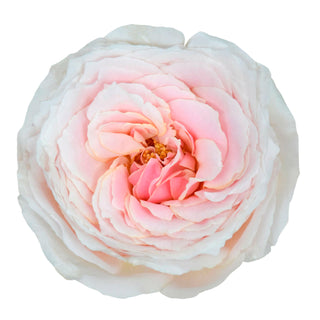 Tsumugi Garden Rose