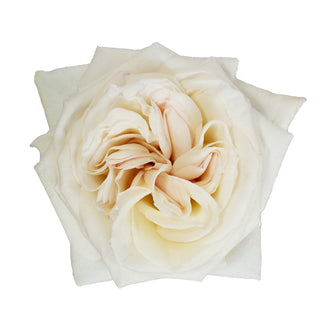 Garden Rose, White O'Hara - 36 Stems