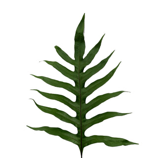 Foliate Fern - 75 stems