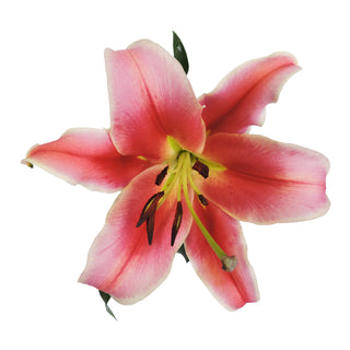 Hot Pink - O.T. Lilies - Pack 30