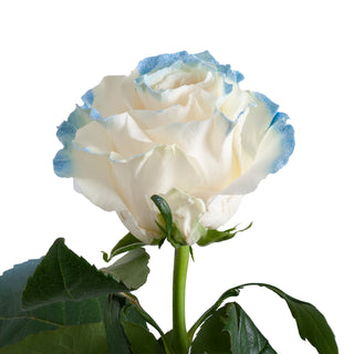 Neige Blue Painted Roses