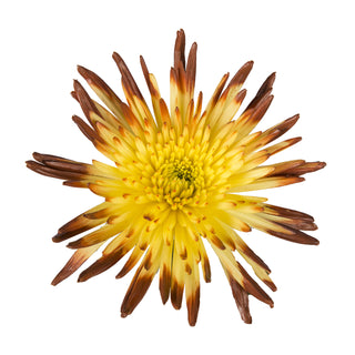 Brown & Yellow Painted Bi-Colored Anastasia Spider Mums