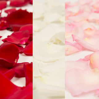 Red, White and Pink Rose Petals
