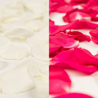 White and Hot Pink Rose Petals