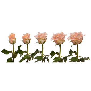 Peach Roses - Choose from 25 to 200 Stems
