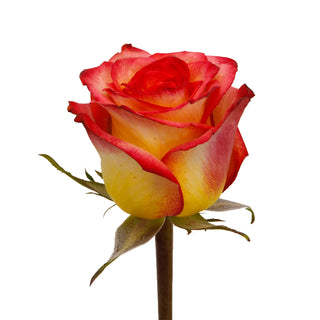 Assorted Novelty Roses - Choose from 25 to 200 Stems