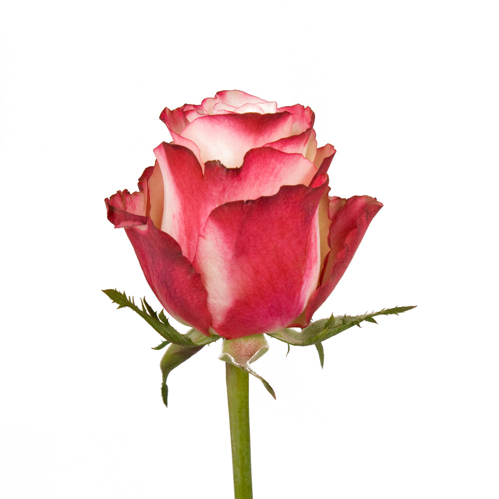 Premium Rose Petal Red – Gourmet Sweet Botanicals