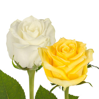Yellow & White Roses