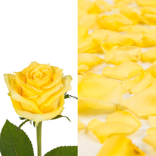 Yellow Roses & Rose Petals