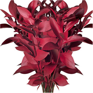 Red Painted Ruscus