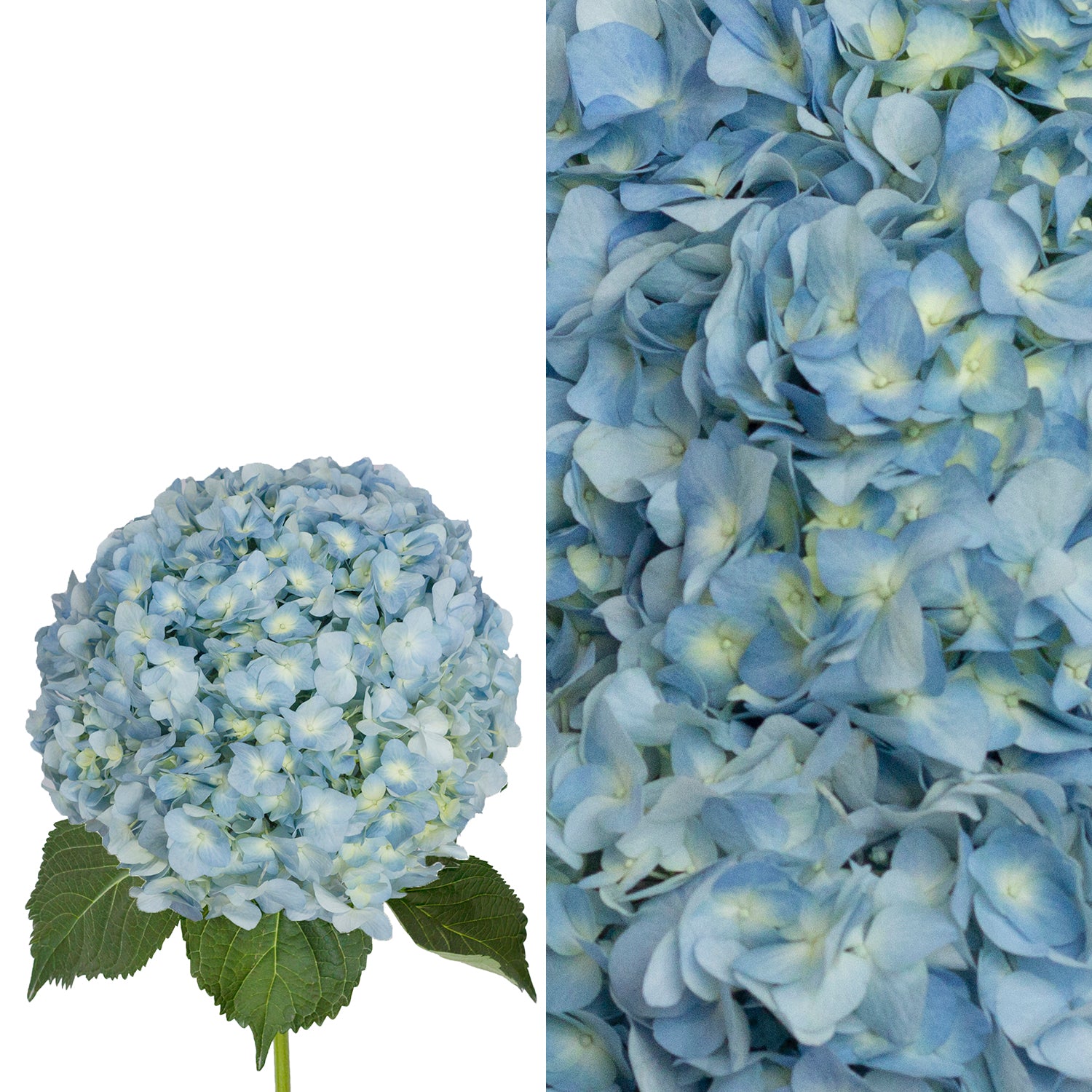 Blue_Hydrangea_Flower_and_Peta