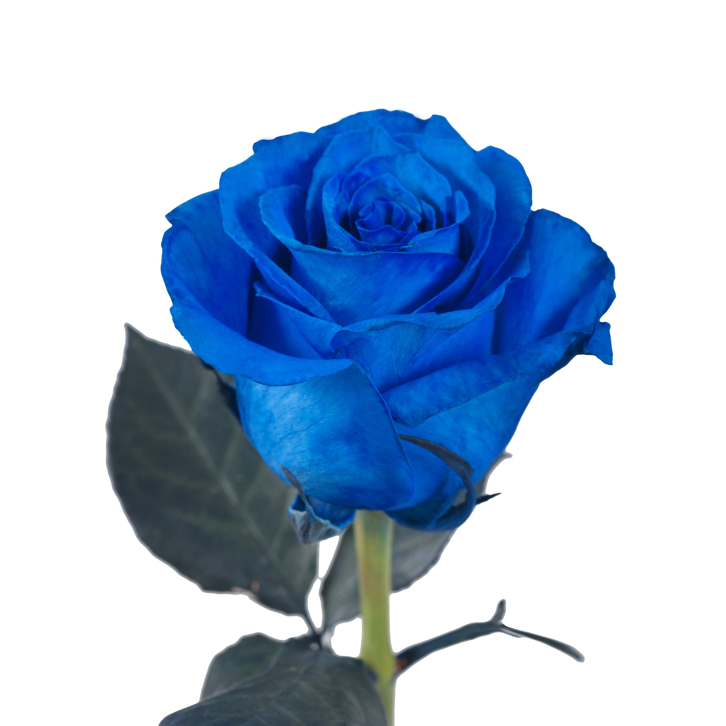 アトリエgg Blue Roseサイズ21 Blue_Tinted_Roses_Blue_roses_B