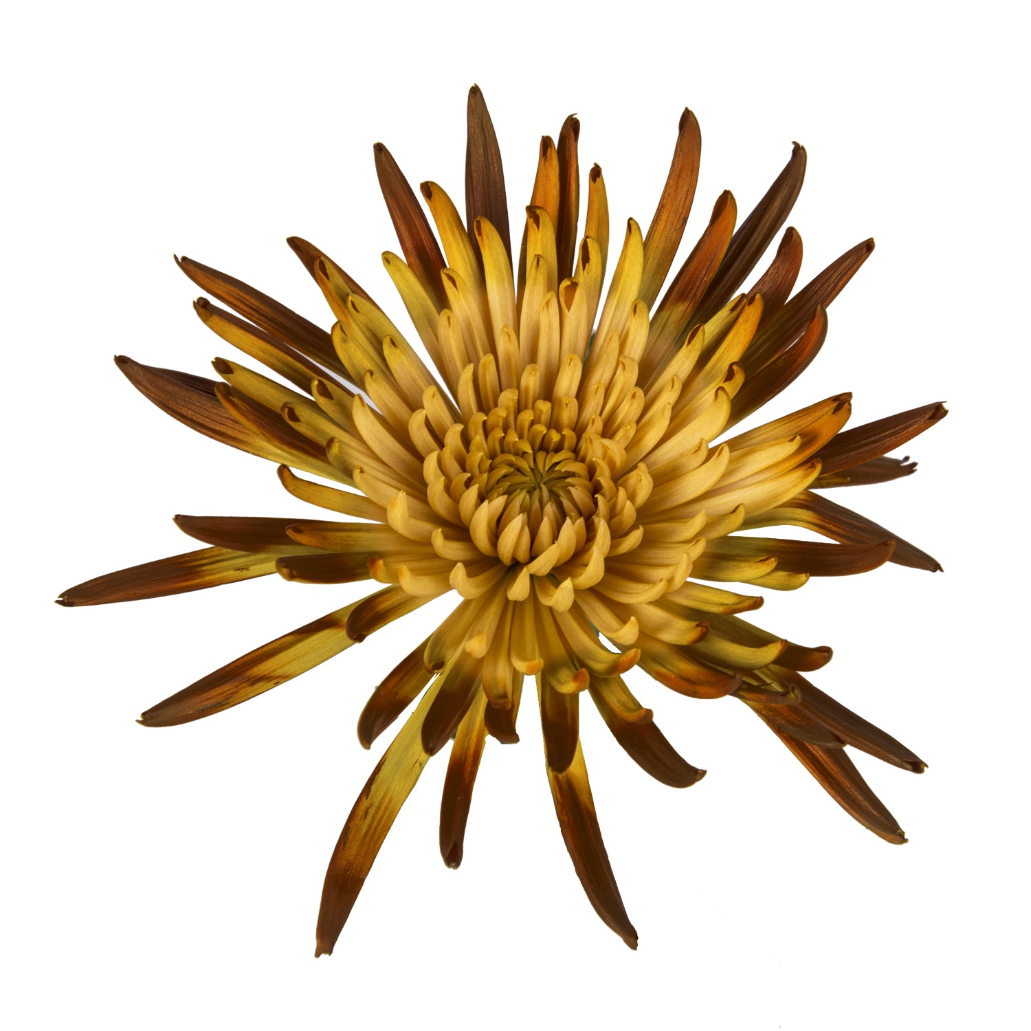 Brown_Peach_Painted_Bi-