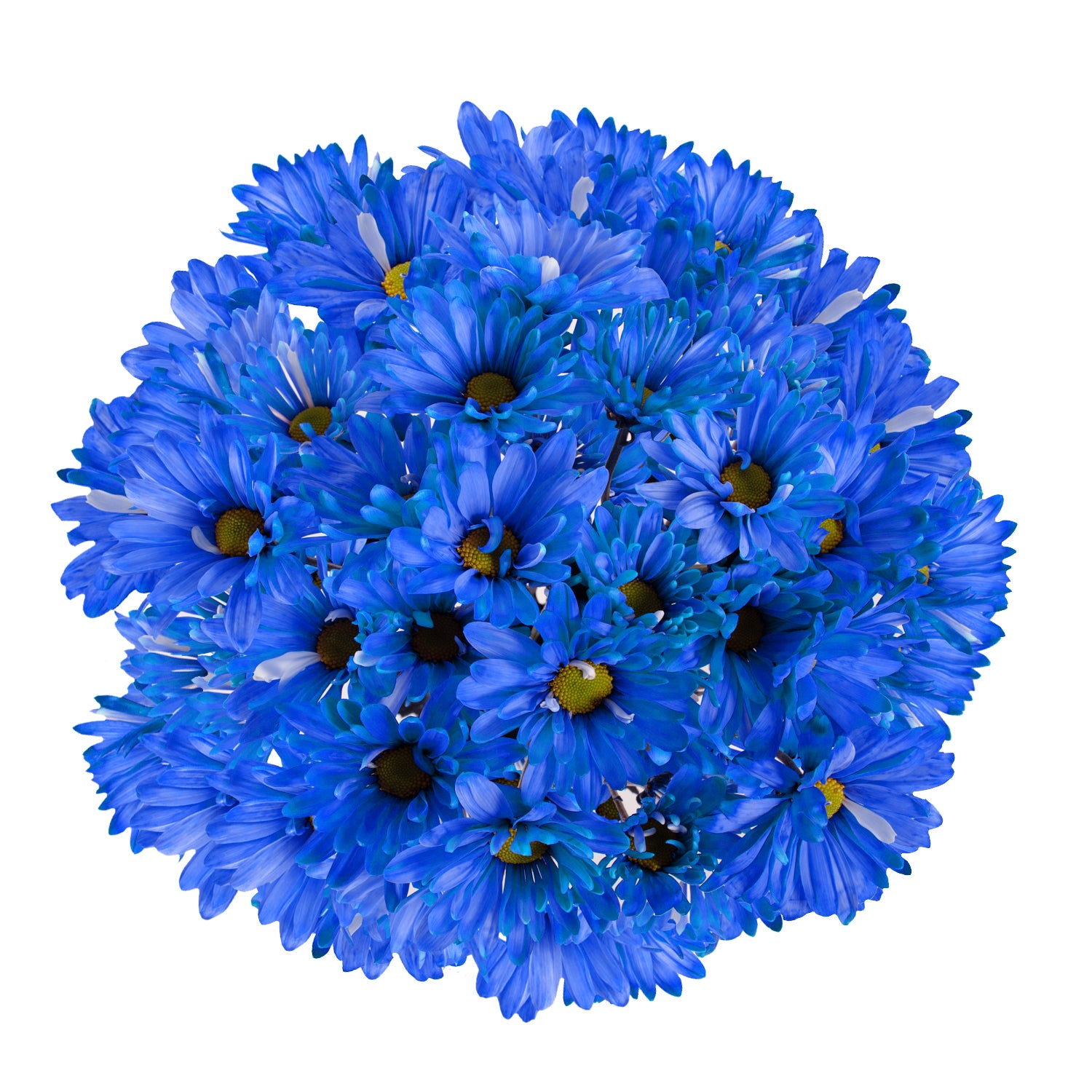 Dark Blue Tinted Pompom Daisy Mums – Bloomingmore