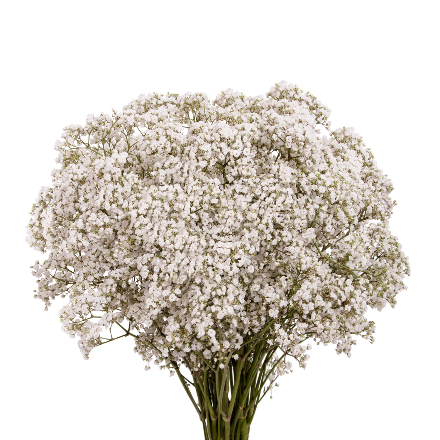 Gypsophila_-
