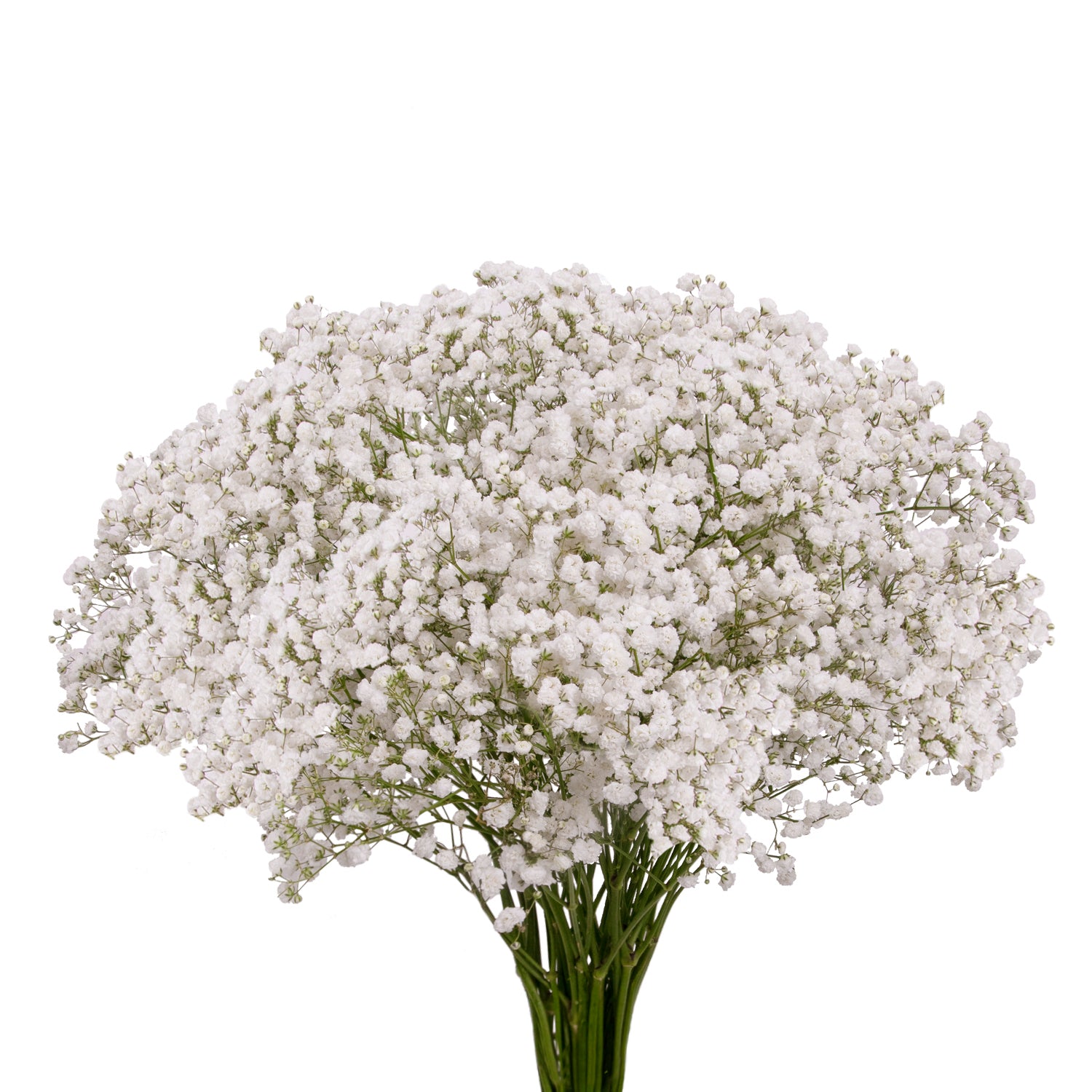Gypsophila シュクレジレ Gypsophila_-